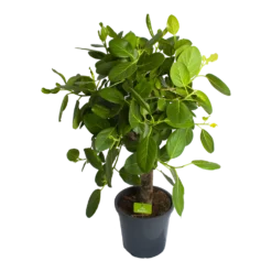 Ficus Benghalensis Audrey Op Stam - Groene Vijg - P31 H120 - Kamerplant