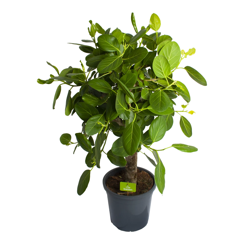 Ficus Benghalensis Audrey Op Stam - Groene Vijg - P31 H120 - Kamerplant