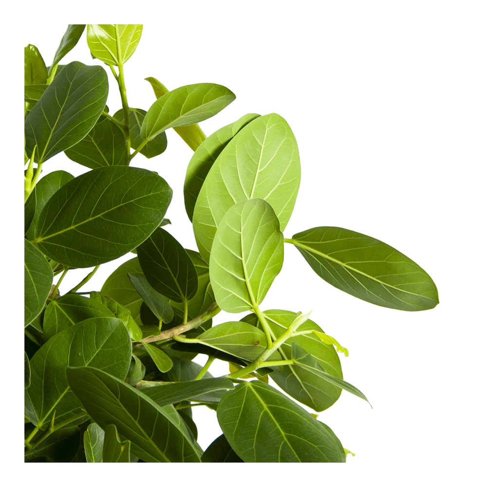 Ficus Benghalensis Audrey Op Stam - Groene Vijg - P31 H120 - Kamerplant - Afbeelding 3