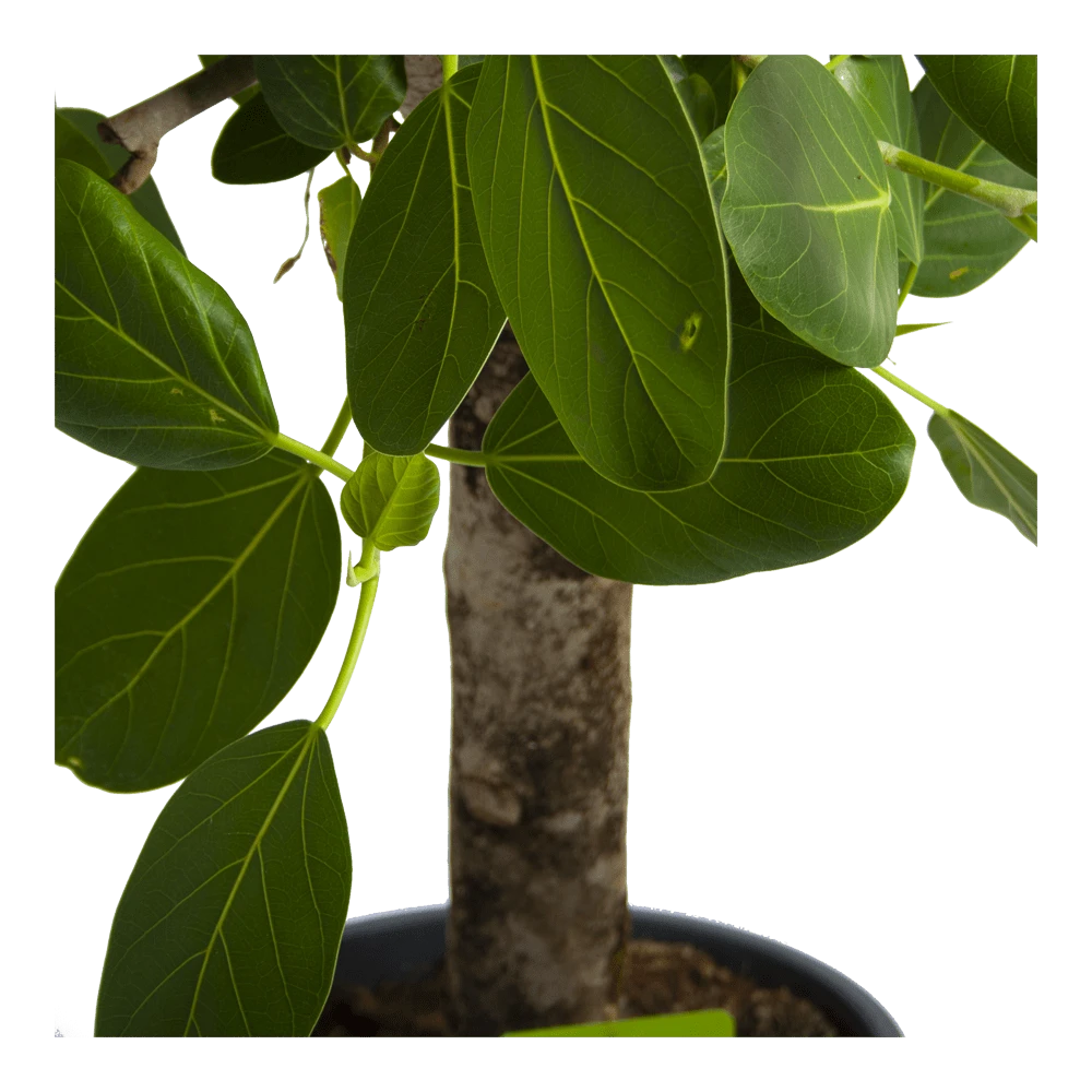 Ficus Benghalensis Audrey Op Stam - Groene Vijg - P31 H120 - Kamerplant - Afbeelding 4