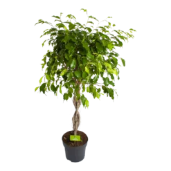 Ficus Benjamina Exotica Op Gevlochten Stam - Treurvijg - P24 H100 - Kamerplant