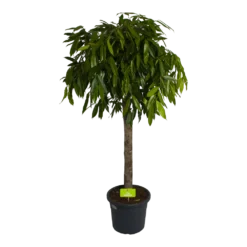 Ficus Binnendijkii Amstel King Op Stam - Treurvijg - P40 H170 - Kamerplant