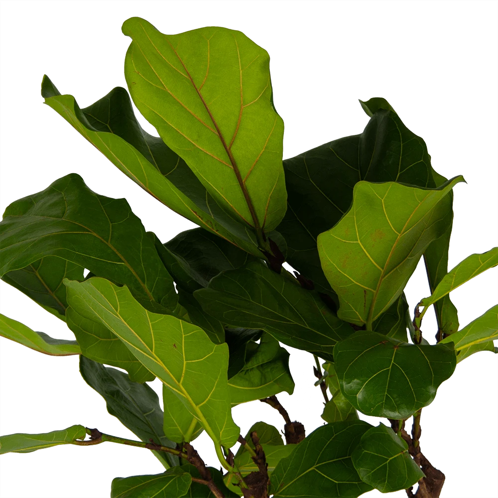 Ficus Lyrata Op Stam - Tabaksplant - P30 H150 - Kamerplant - Afbeelding 3