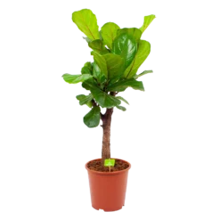 Ficus Lyrata Vertakt - Tabaksplant - P27 H110 - Kamerplant