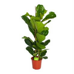Ficus Lyrata - Tabaksplant - Toef - P24 H120 - Kamerplant