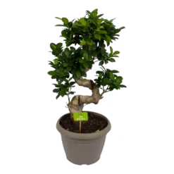 Ficus Microcarpa Ginseng - Bonsai - P25 H70 - Kamerplant