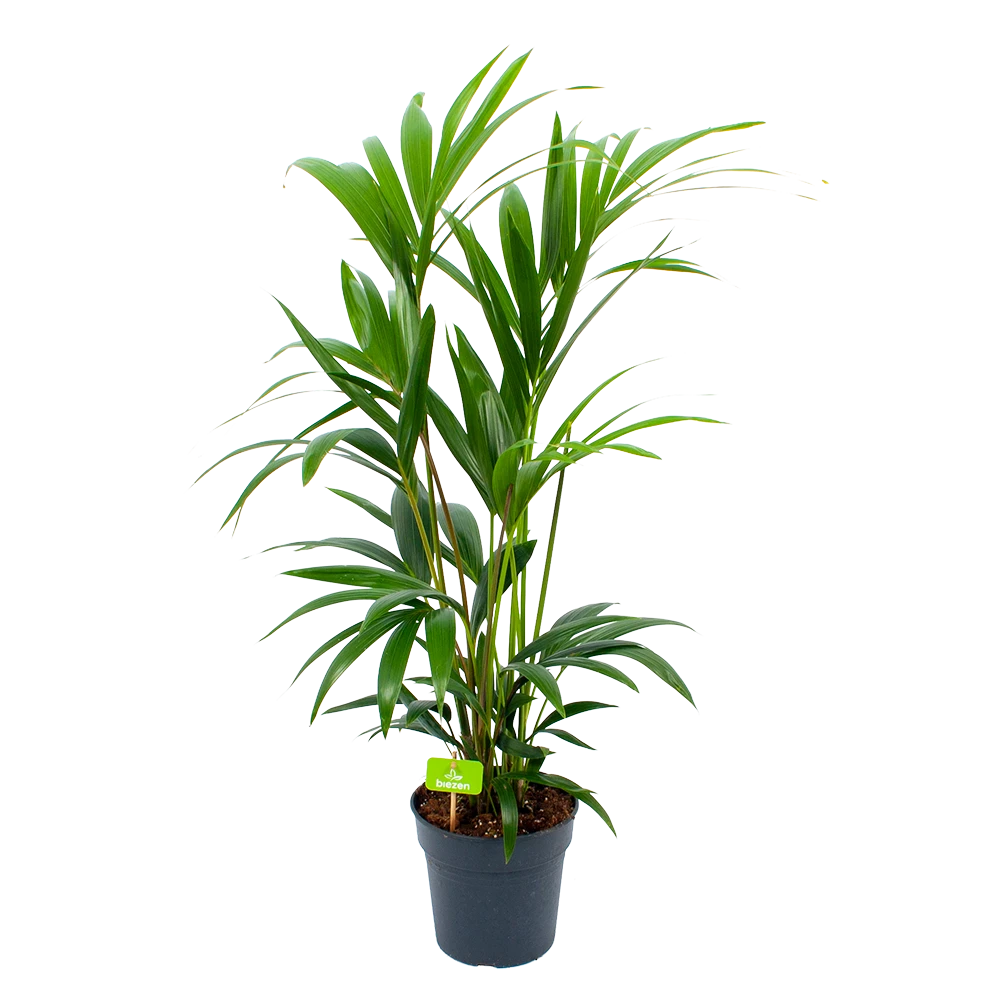 Kentiapalm - Howea Forsteriana - P19 H90 - Kamerplant