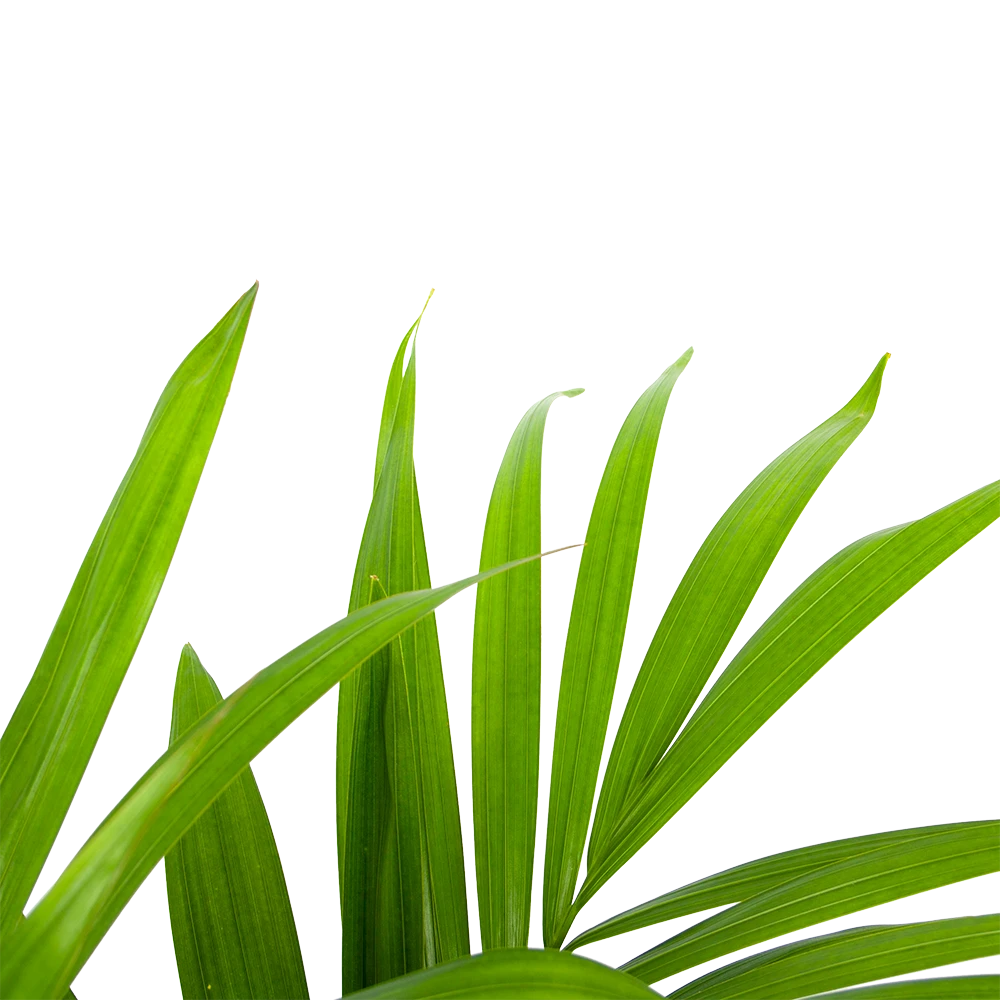 Kentiapalm - Howea Forsteriana - P19 H90 - Kamerplant - Afbeelding 2