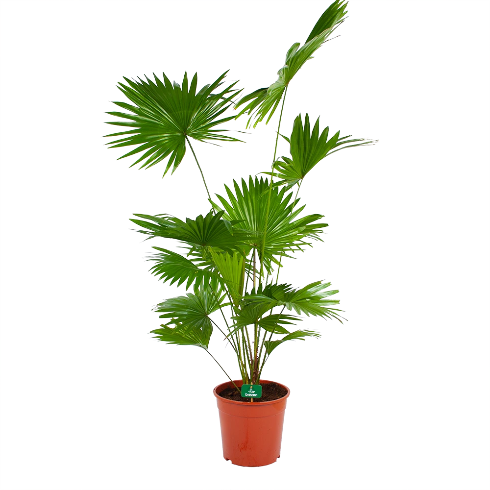 Livistona Rotundifolia - Chinese Schermpalm - P24 H100 - Kamerplant