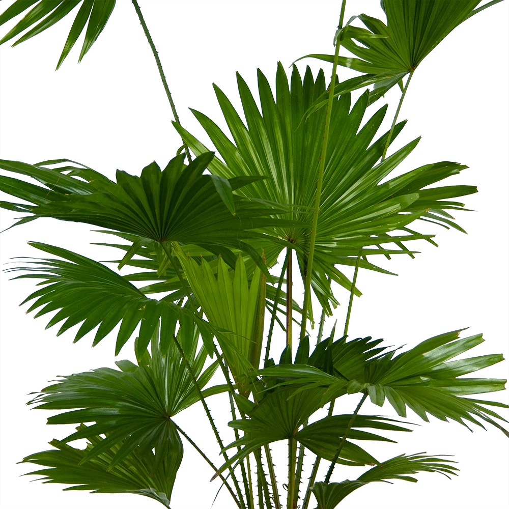 Livistona Rotundifolia - Chinese Schermpalm - P24 H100 - Kamerplant - Afbeelding 2