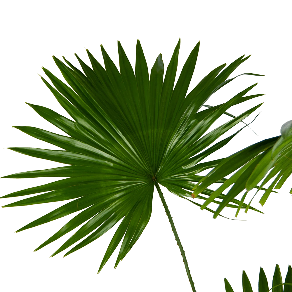 Livistona Rotundifolia - Chinese Schermpalm - P24 H100 - Kamerplant - Afbeelding 3