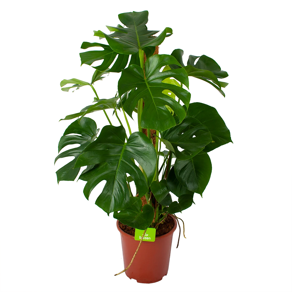 Monstera Deliciosa Op Mosstok - Gatenplant - P27 H120 - Kamerplant