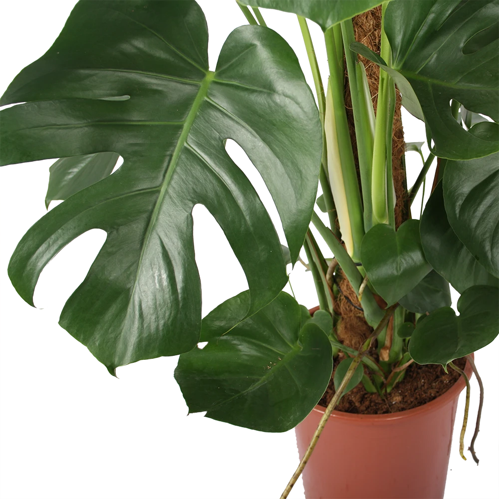 Monstera Deliciosa Op Mosstok - Gatenplant - P27 H120 - Kamerplant - Afbeelding 2