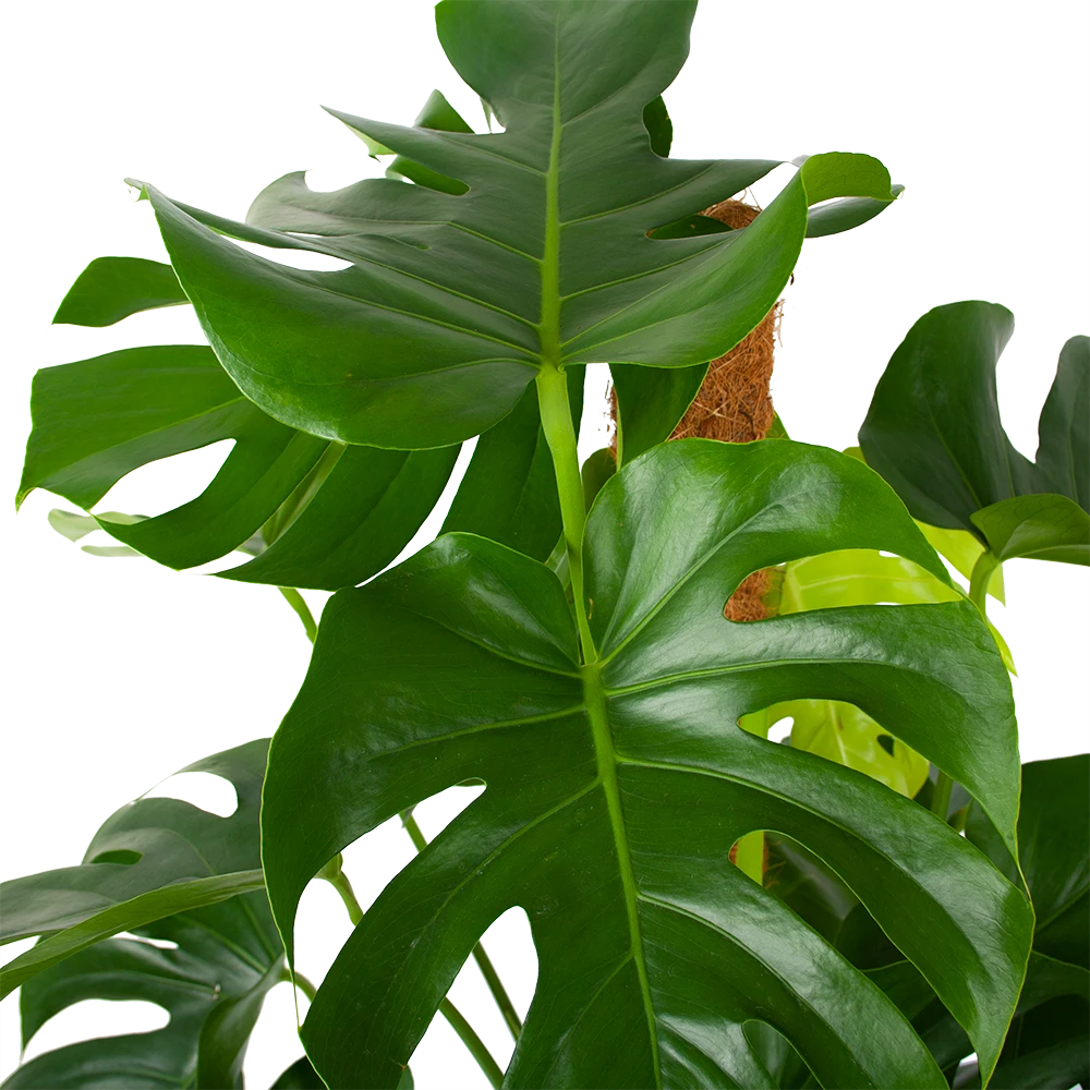 Monstera Deliciosa Op Mosstok - Gatenplant - P27 H120 - Kamerplant - Afbeelding 3
