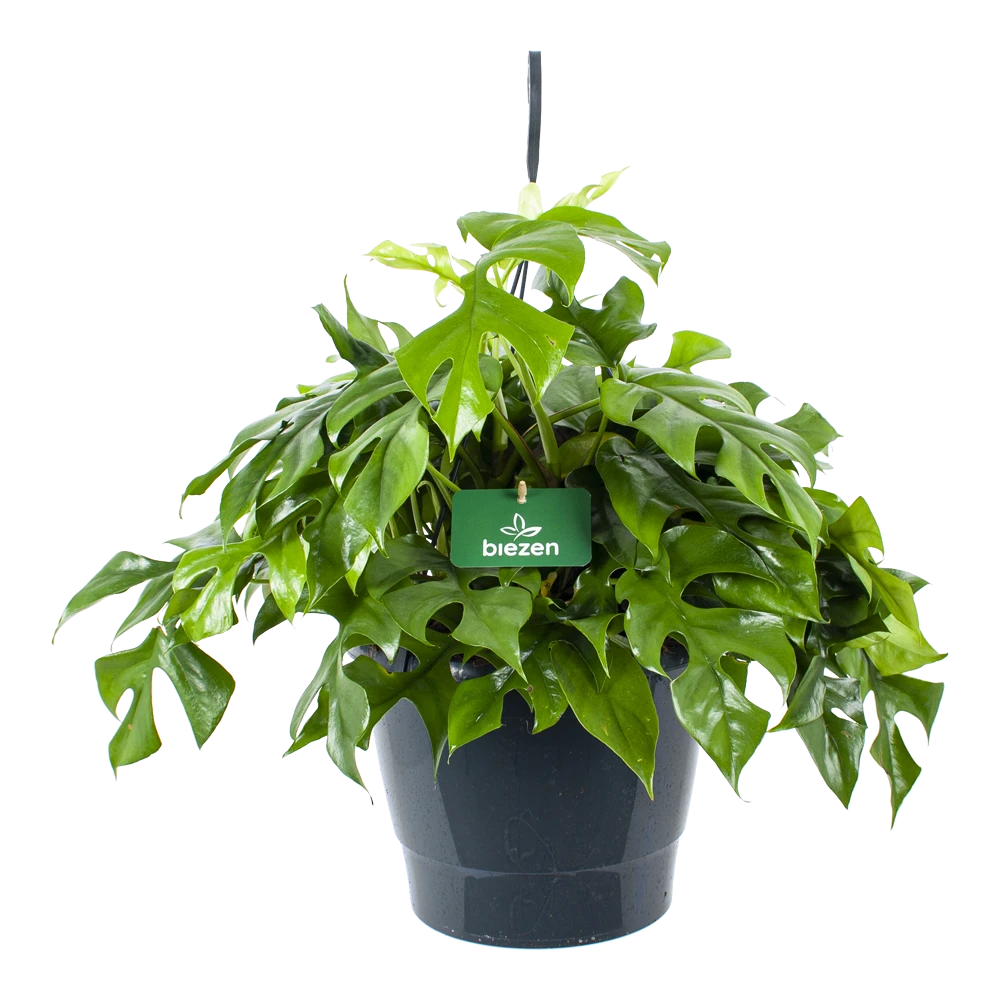 Monstera Minima - Gatenplant - In Hangpot - P27 H30 - Kamerplant