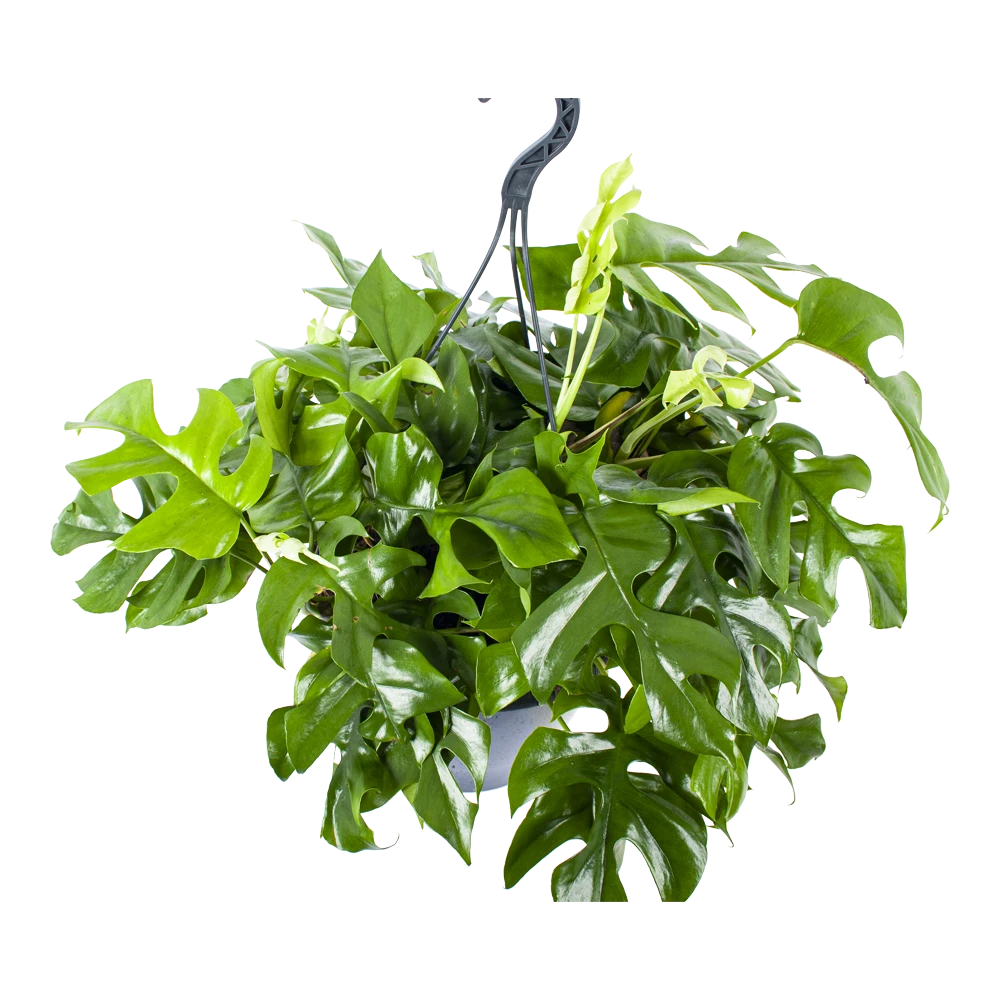 Monstera Minima - Gatenplant - In Hangpot - P27 H30 - Kamerplant - Afbeelding 2