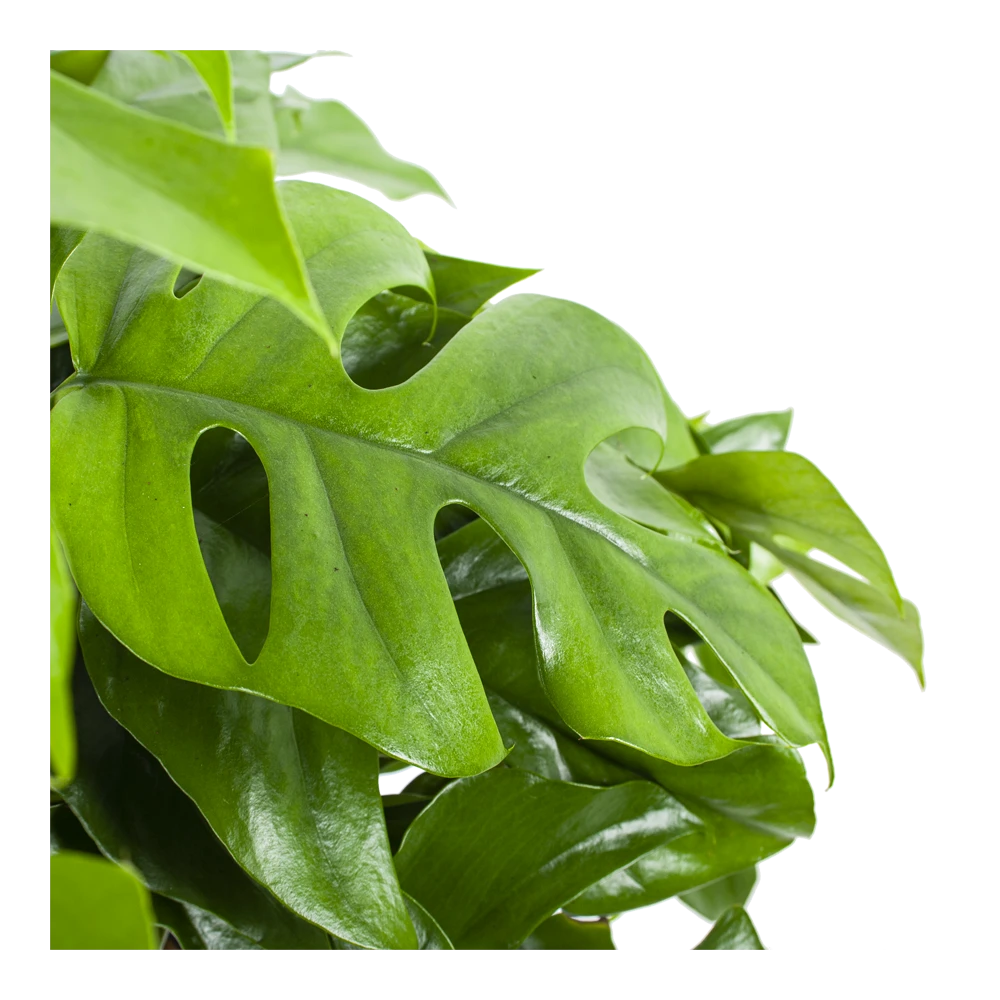 Monstera Minima - Gatenplant - In Hangpot - P27 H30 - Kamerplant - Afbeelding 3