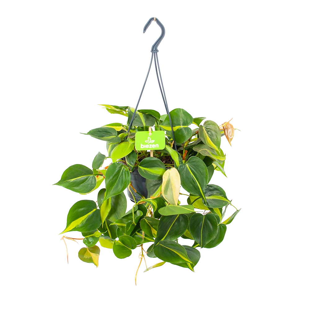 Philodendron Scandens Brasil - In Hangpot - P14 H35 - Kamerplant