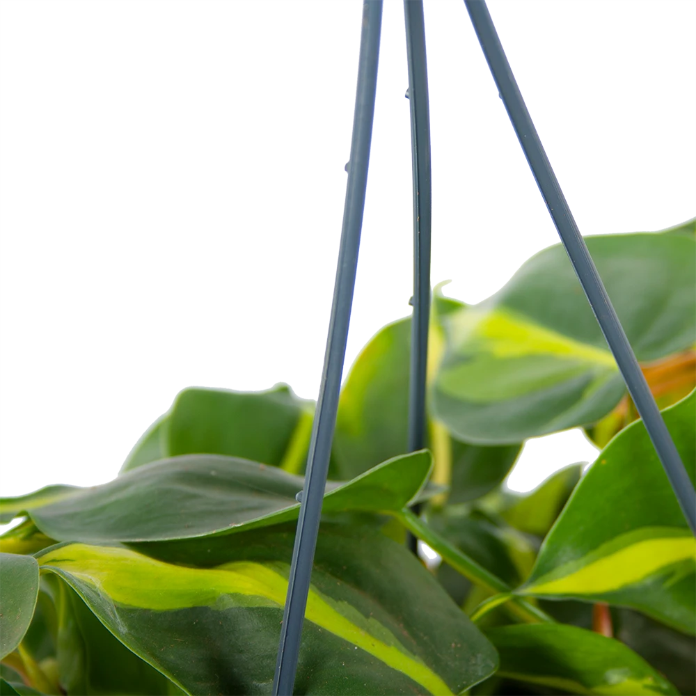 Philodendron Scandens Brasil - In Hangpot - P14 H35 - Kamerplant - Afbeelding 2
