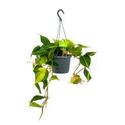 Philodendron Scandens Brasil - In Hangpot - P17 H35 - Kamerplant
