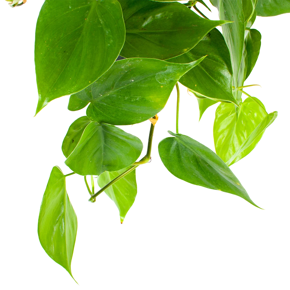 Philodendron Scandens - In Hangpot - P17 H35 - Kamerplant - Afbeelding 2