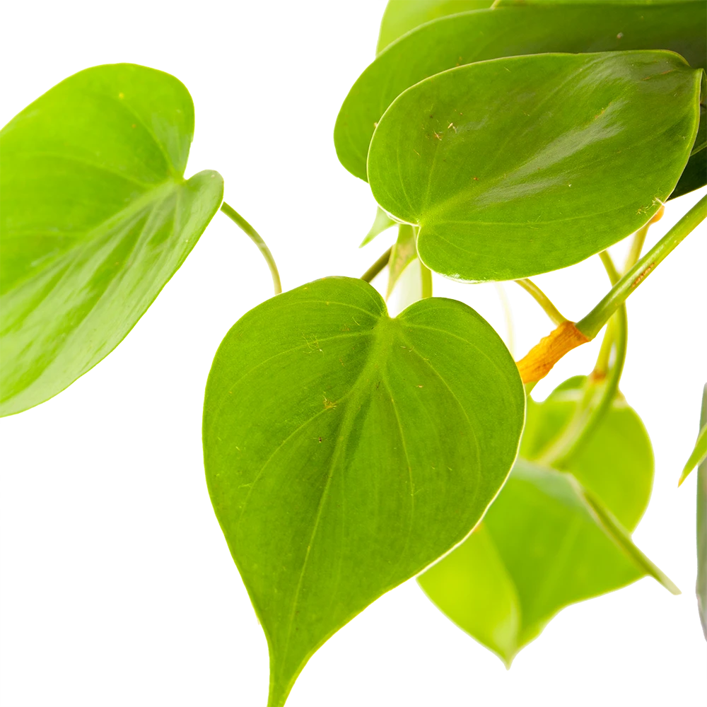 Philodendron Scandens - In Hangpot - P17 H35 - Kamerplant - Afbeelding 3