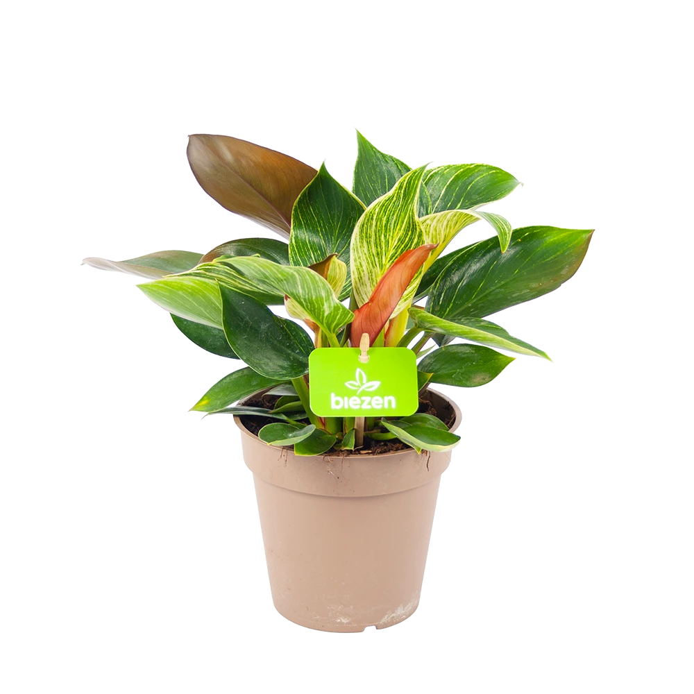 Philodendron White Wave - P13 H30 - Kamerplant