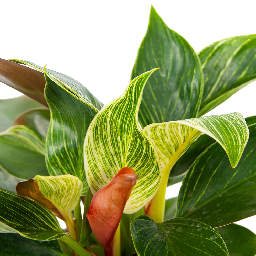 Philodendron White Wave - P13 H30 - Kamerplant - Afbeelding 2