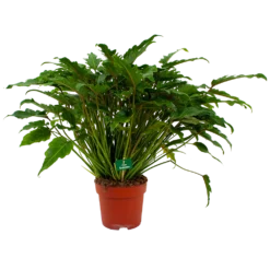 Philodendron Xanadu - P21 H60 - Kamerplant