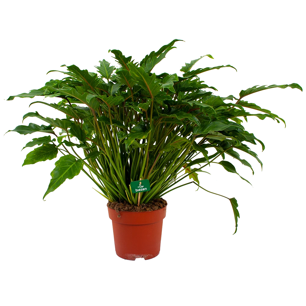 Philodendron Xanadu - P21 H60 - Kamerplant