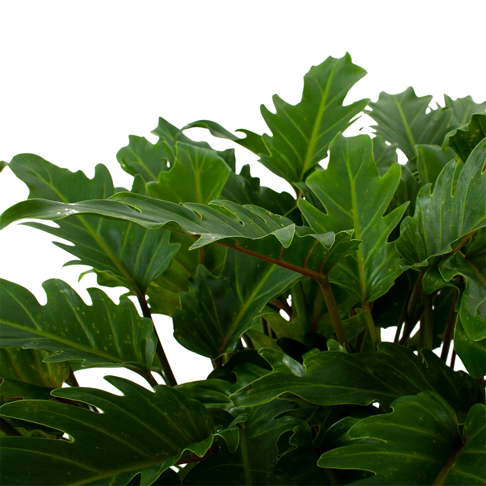 Philodendron Xanadu - P21 H60 - Kamerplant - Afbeelding 2