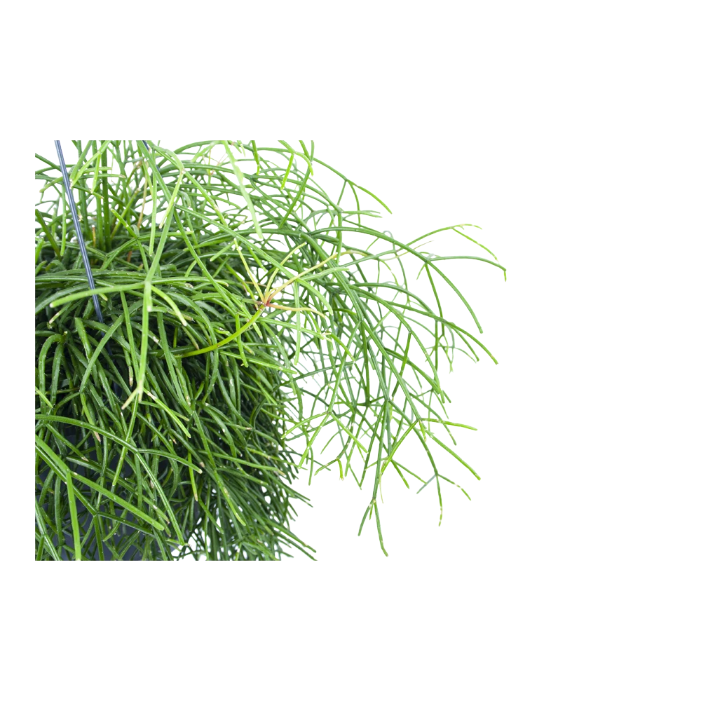 Rhipsalis Cassutha - Koraalcactus - In Hangpot - P17 H40 - Kamerplant - Afbeelding 2