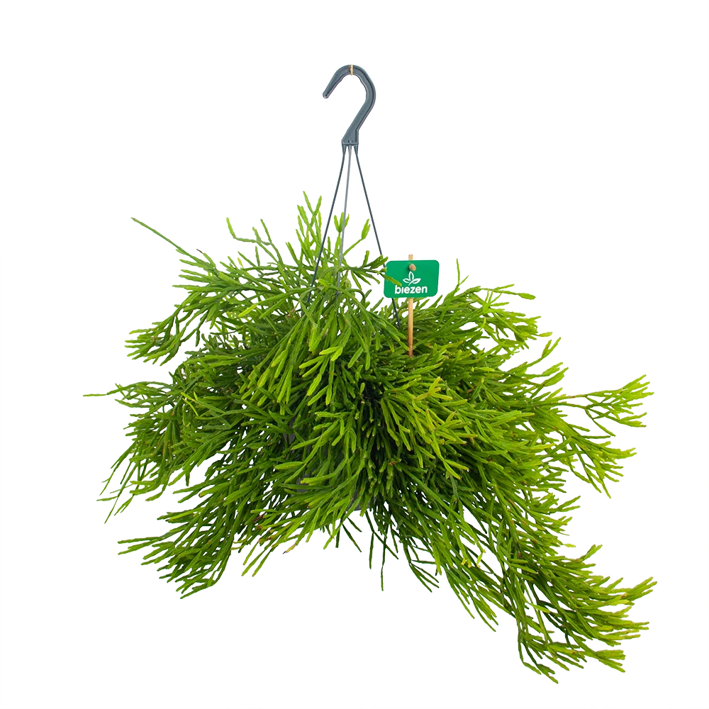 Rhipsalis Ewaldiana - In Hangpot - P17 H40 - Kamerplant