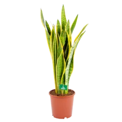 Sansevieria Laurentii - Vrouwentong - P21 H80 - Kamerplant