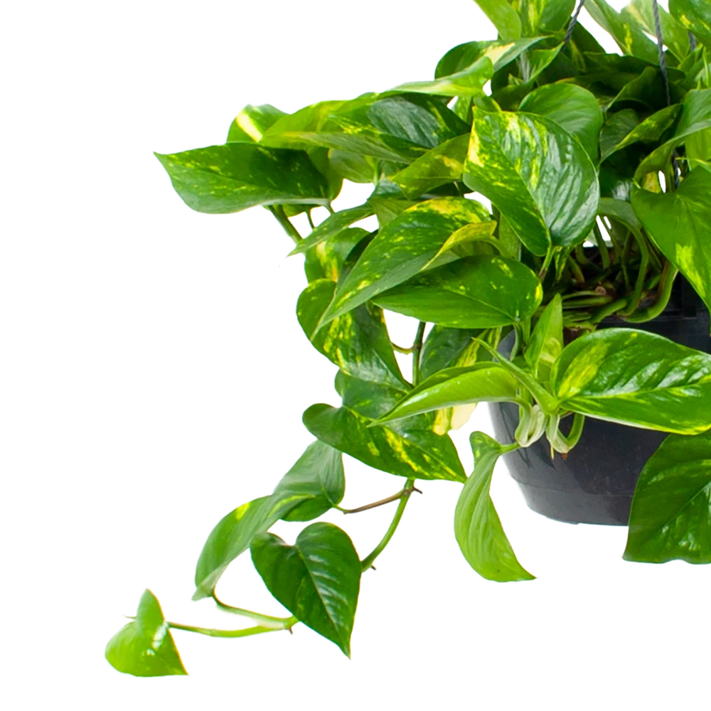 Scindapsus Pinnatum Aureum - Epipremnum - In Hangpot - P17 H35 - Kamerplant - Afbeelding 2