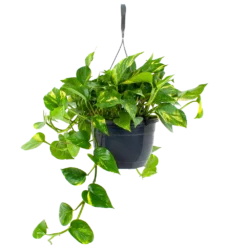 Scindapsus Pinnatum Aureum - Epipremnum - In Hangpot - P20 H40 - Kamerplant