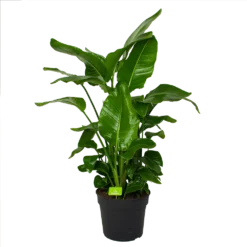 Strelitzia Nicolai - Paradijsvogelpant - P38 H160 - Kamerplant