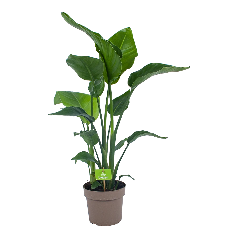 Strelitzia Nicolai - Paradijsvogelplant - P21 H90 - Kamerplant