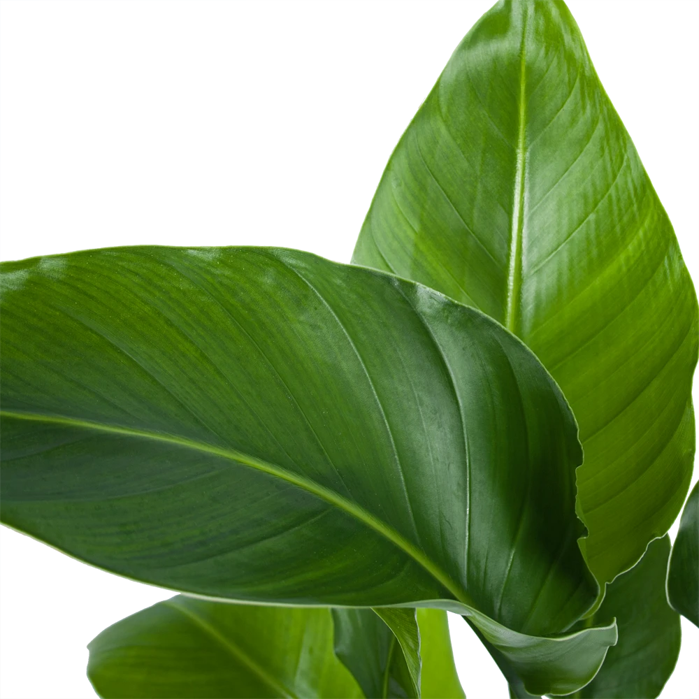 Strelitzia Nicolai - Paradijsvogelplant - P21 H90 - Kamerplant - Afbeelding 2
