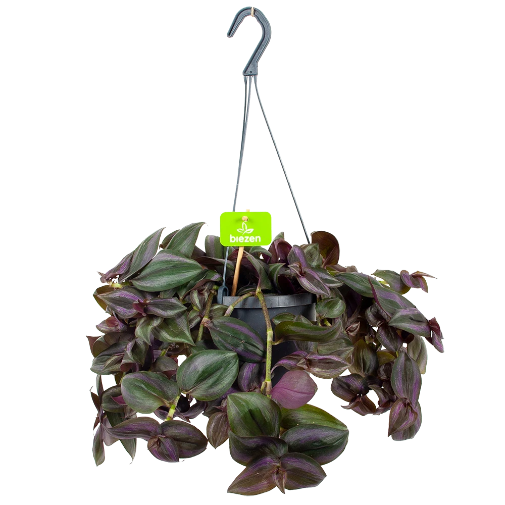 Tradescantia Little Hill - Vaderplant - In Hangpot - P17 H40 - Kamerplant