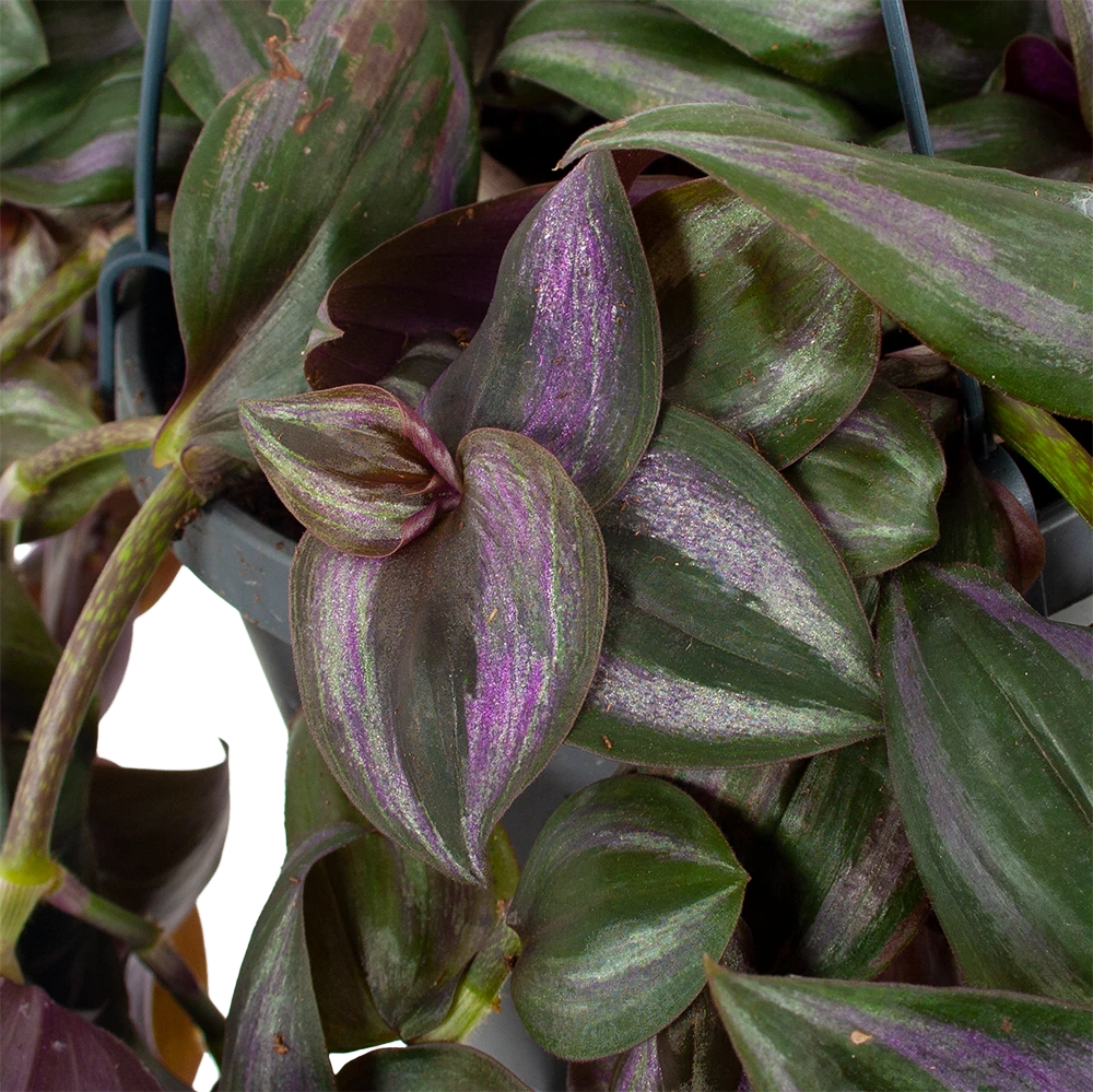 Tradescantia Little Hill - Vaderplant - In Hangpot - P17 H40 - Kamerplant - Afbeelding 2