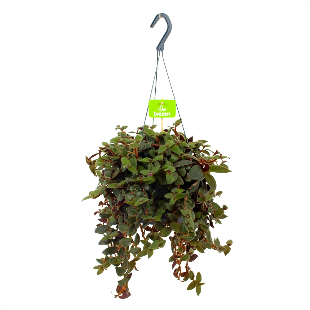 Tradescantia Sillamotara Brownhill - Vaderplant - In Hangpot - P17 H40 - Kamerplant