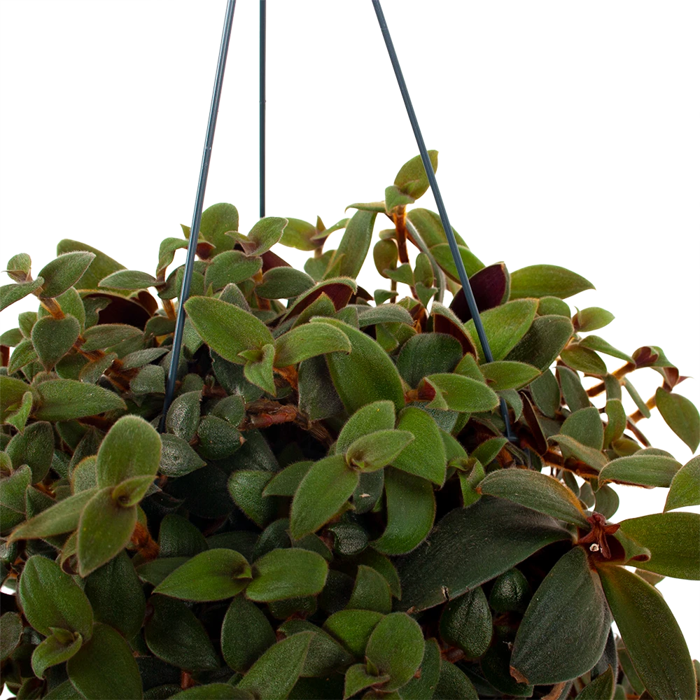 Tradescantia Sillamotara Brownhill - Vaderplant - In Hangpot - P17 H40 - Kamerplant - Afbeelding 2