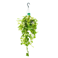 Tradescantia Yellow Hill - Vaderplant - In Hangpot - P17 H40 - Kamerplant