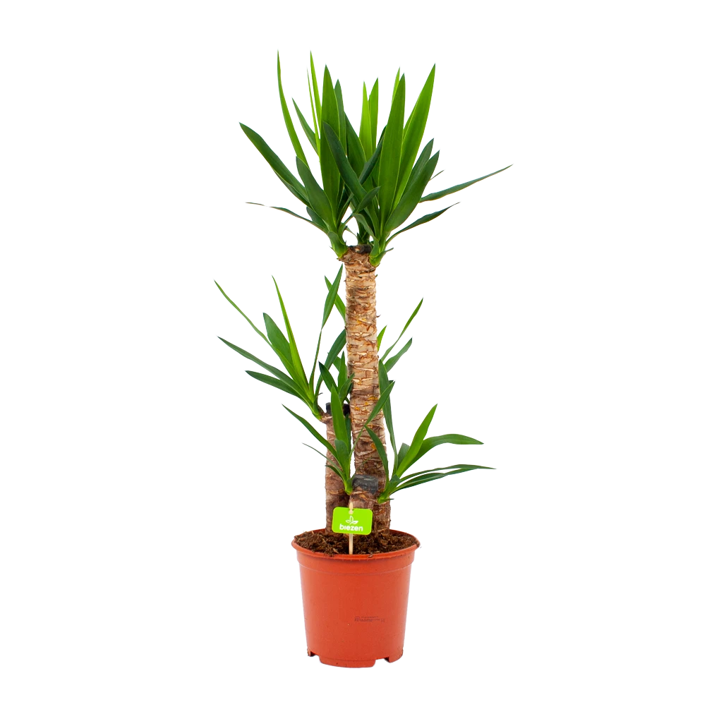 Yucca - Palmlelie - P21 H100 - Kamerplant