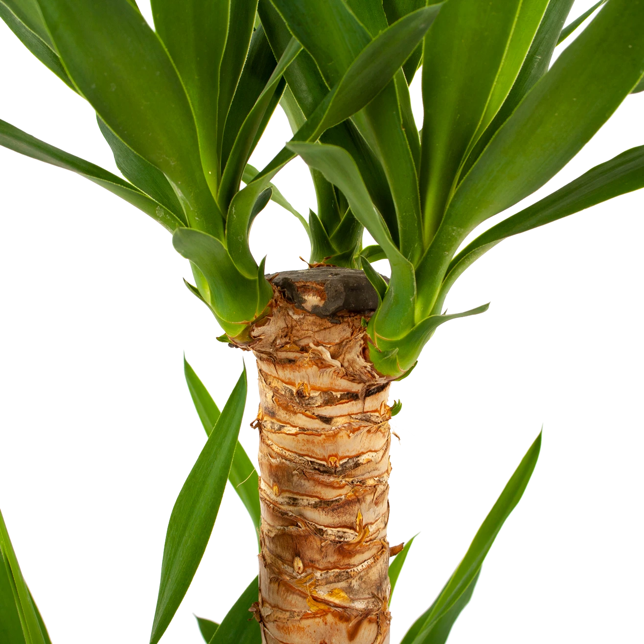 Yucca - Palmlelie - P21 H100 - Kamerplant - Afbeelding 2