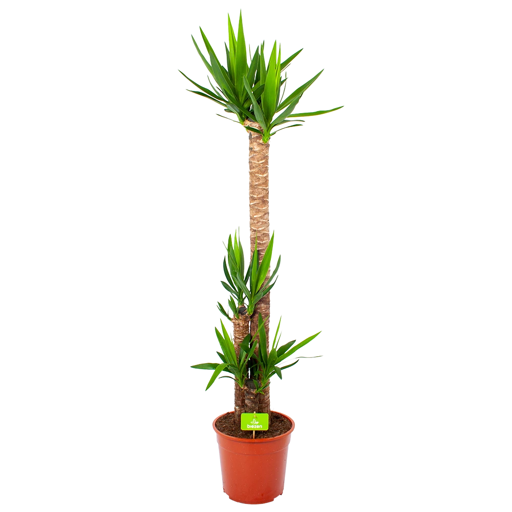 Yucca - Palmlelie - P27 H170 - Kamerplant