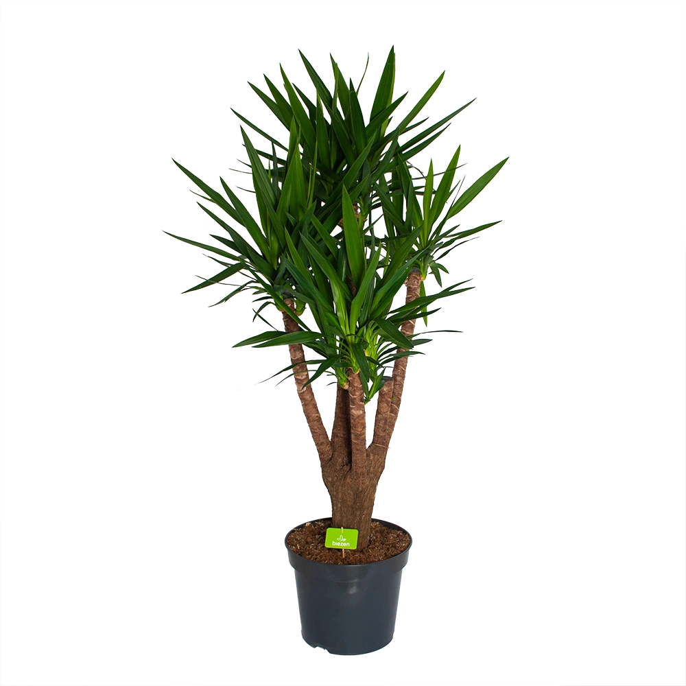 Yucca - Vertakt - Palmlelie - P35 H150 - Kamerplant