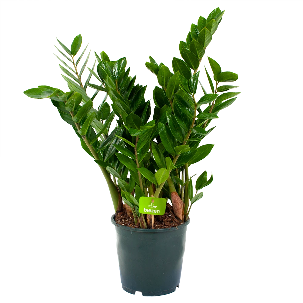 Zamioculcas Zamiifolia - Emerald Palm - P19 H70 - Kamerplant